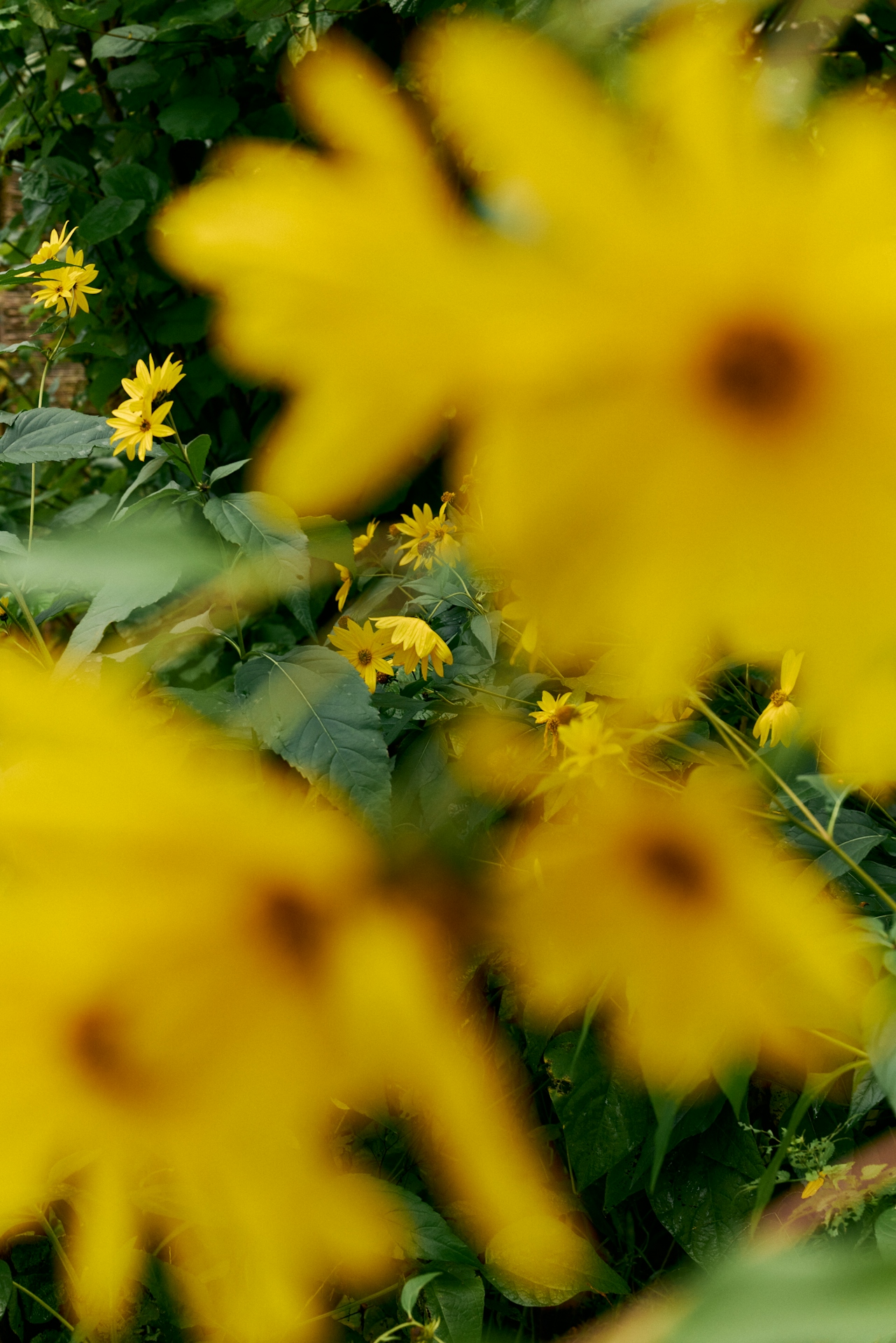 DTS_Forager__Daniel_Farò_Photos_ID11597